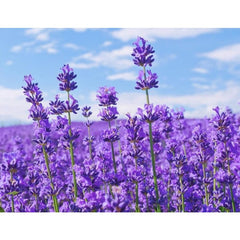 The New Type of Aroma Diffuser Automatically Sprays Fragrance, Bedroom Aroma Diffuser, Bathroom Essential Oil Diffuser and Ambient Light